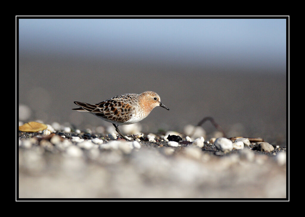 Red-necked Stintadult breeding