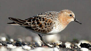 Red-necked Stint