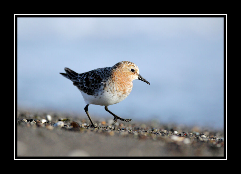 Red-necked Stintadult breeding