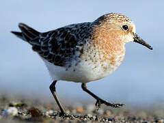 Red-necked Stint