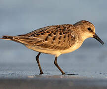 Red-necked Stint