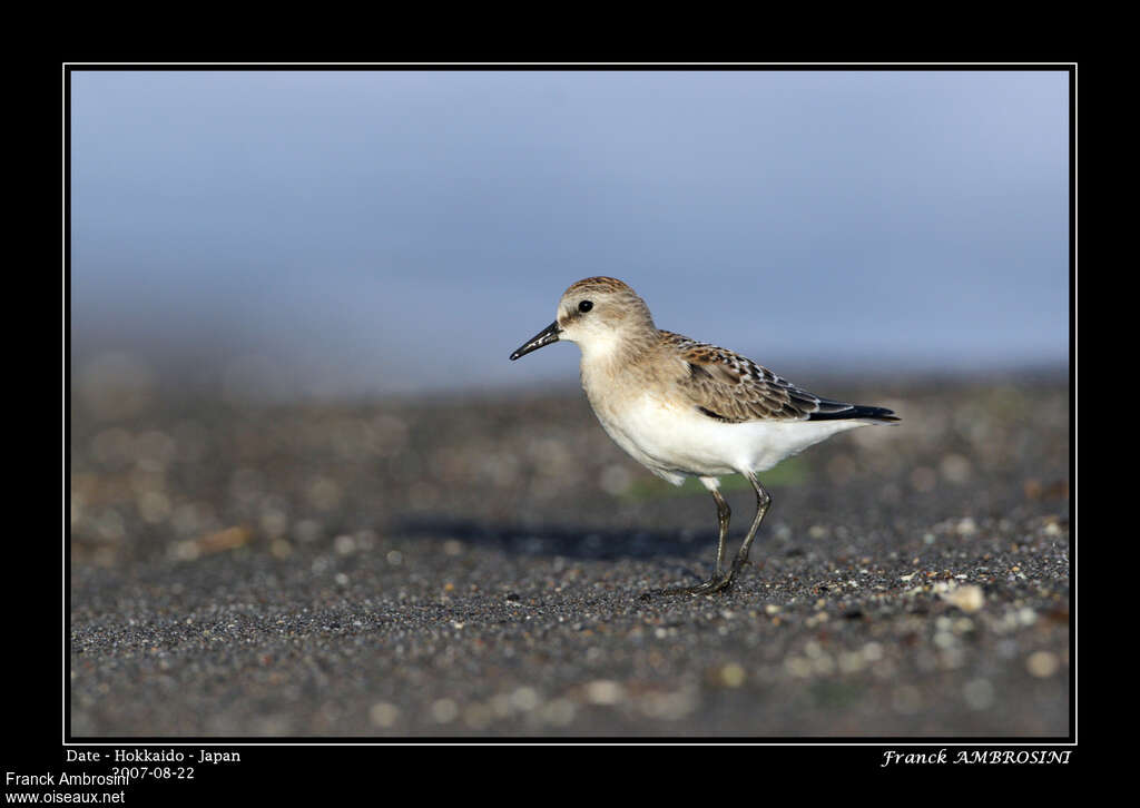 Red-necked StintFirst year, identification