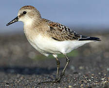 Red-necked Stint