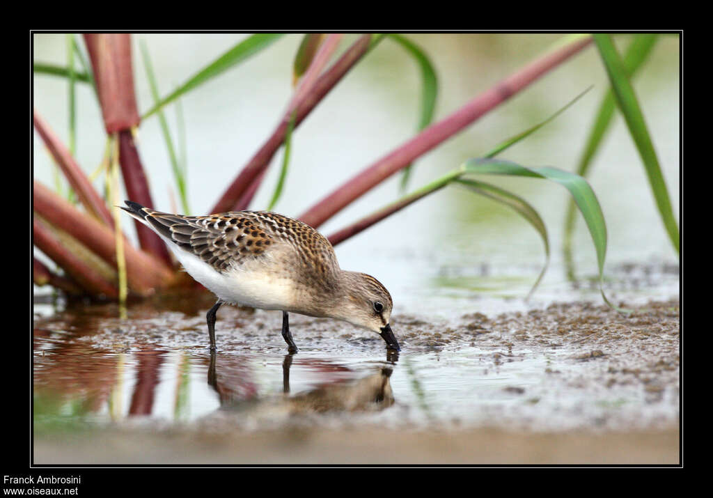 Red-necked StintFirst year, fishing/hunting