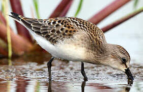 Red-necked Stint