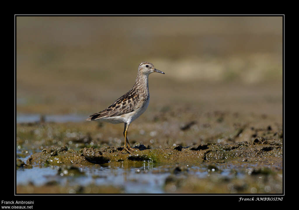 Long-toed Stint, Behaviour