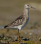 Long-toed Stint