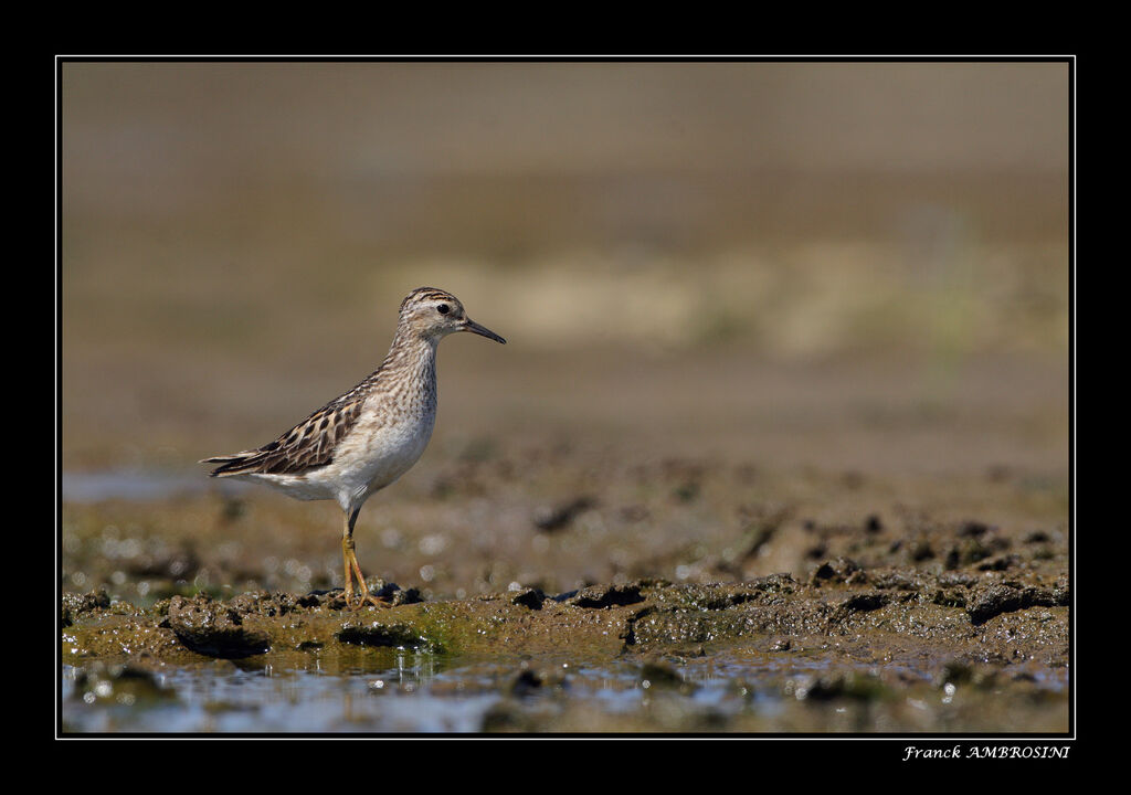 Long-toed Stint