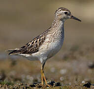 Long-toed Stint