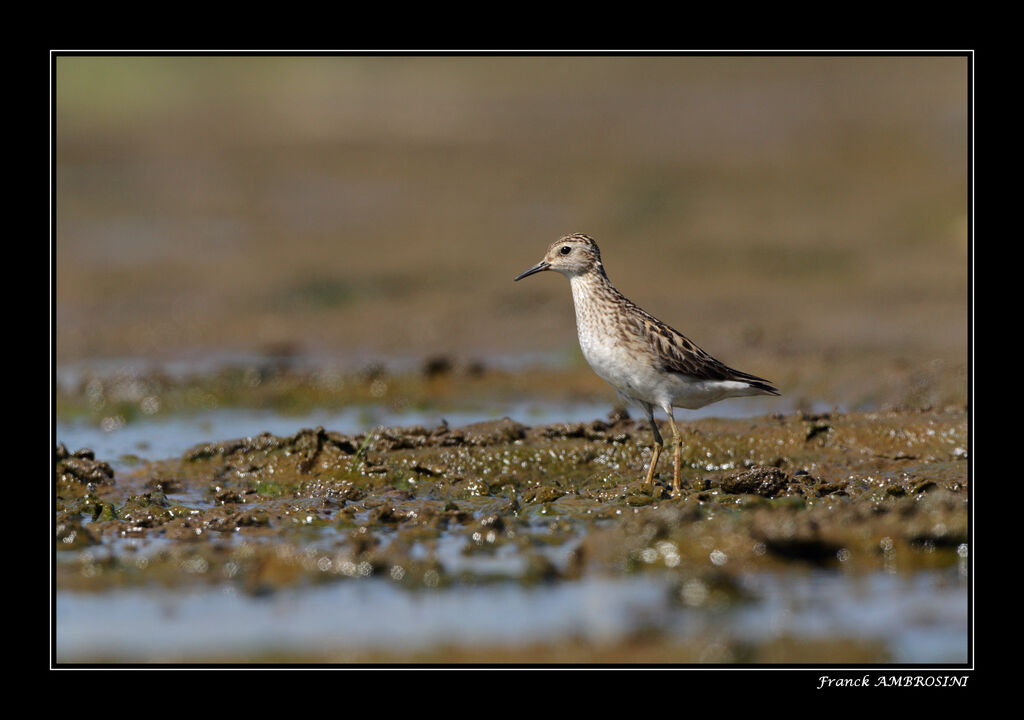 Long-toed Stint