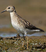 Long-toed Stint