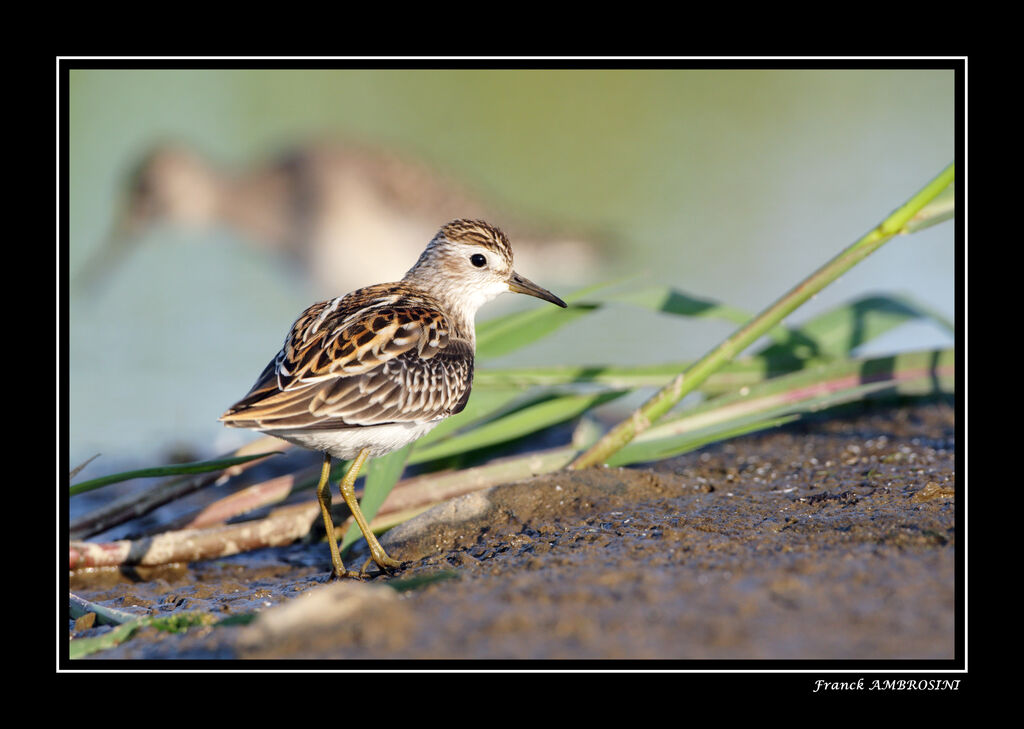 Long-toed Stint