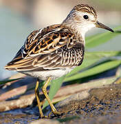 Long-toed Stint