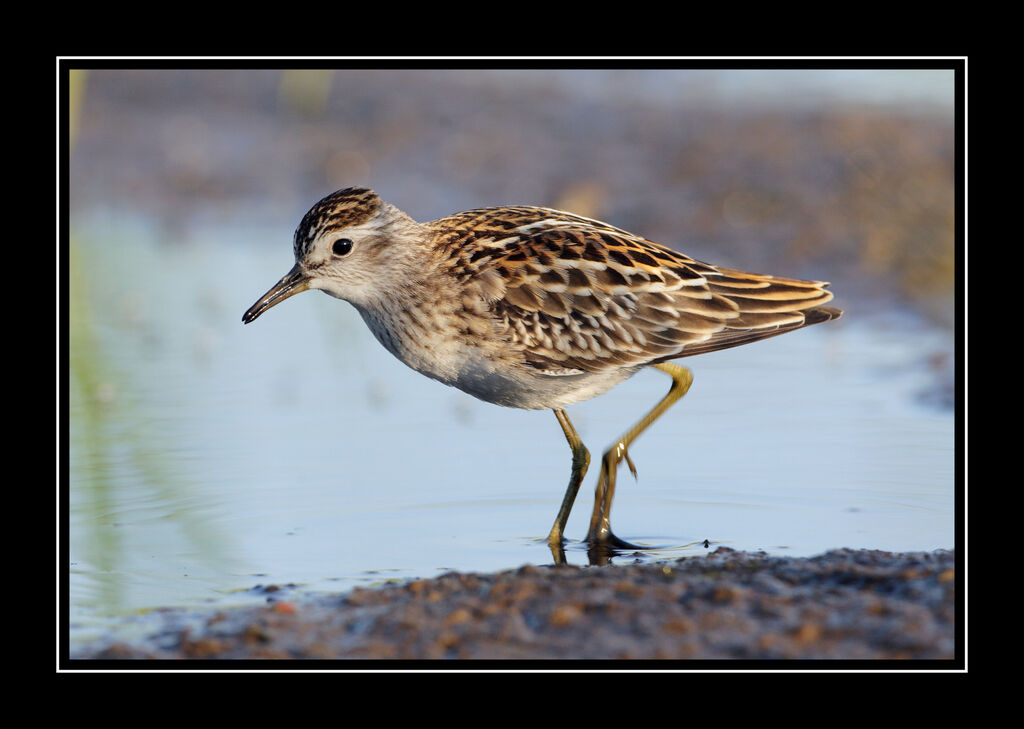 Long-toed Stint