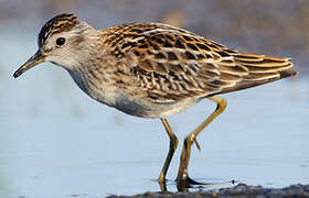 Long-toed Stint