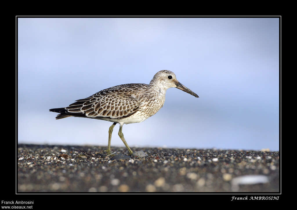 Great Knotjuvenile, identification