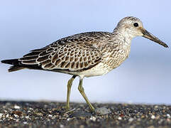 Great Knot