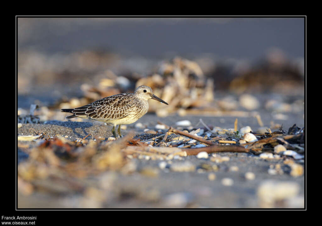 Bécasseau de l'Anadyrjuvénile, identification