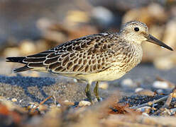 Great Knot