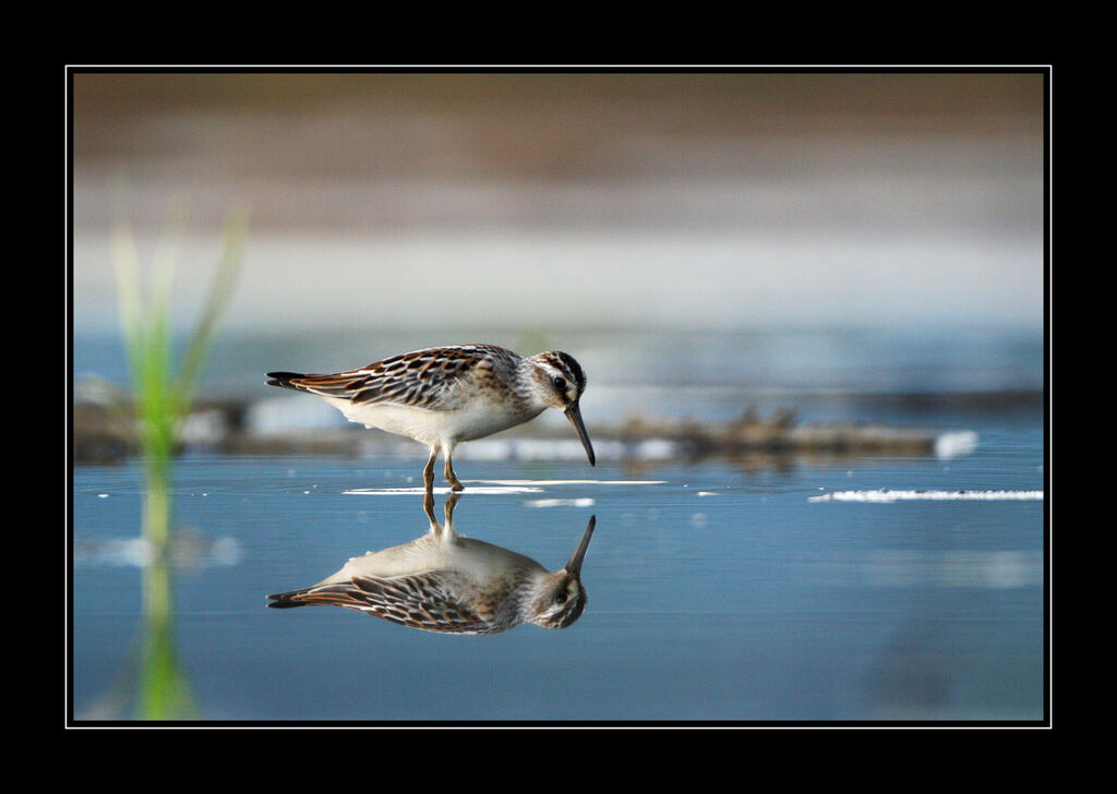 Broad-billed Sandpiper