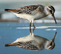 Broad-billed Sandpiper