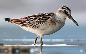 Broad-billed Sandpiper