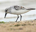 Bécasseau sanderling