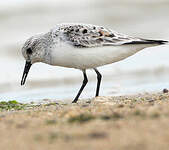 Bécasseau sanderling