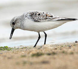 Bécasseau sanderling