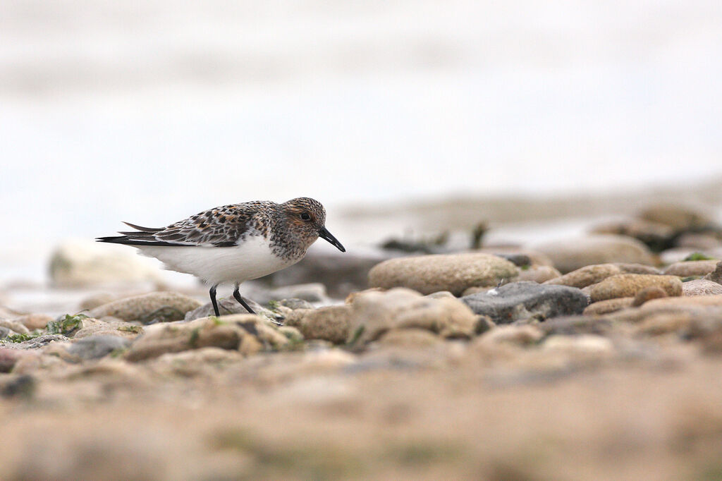 Bécasseau sanderling