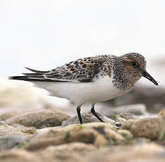 Bécasseau sanderling