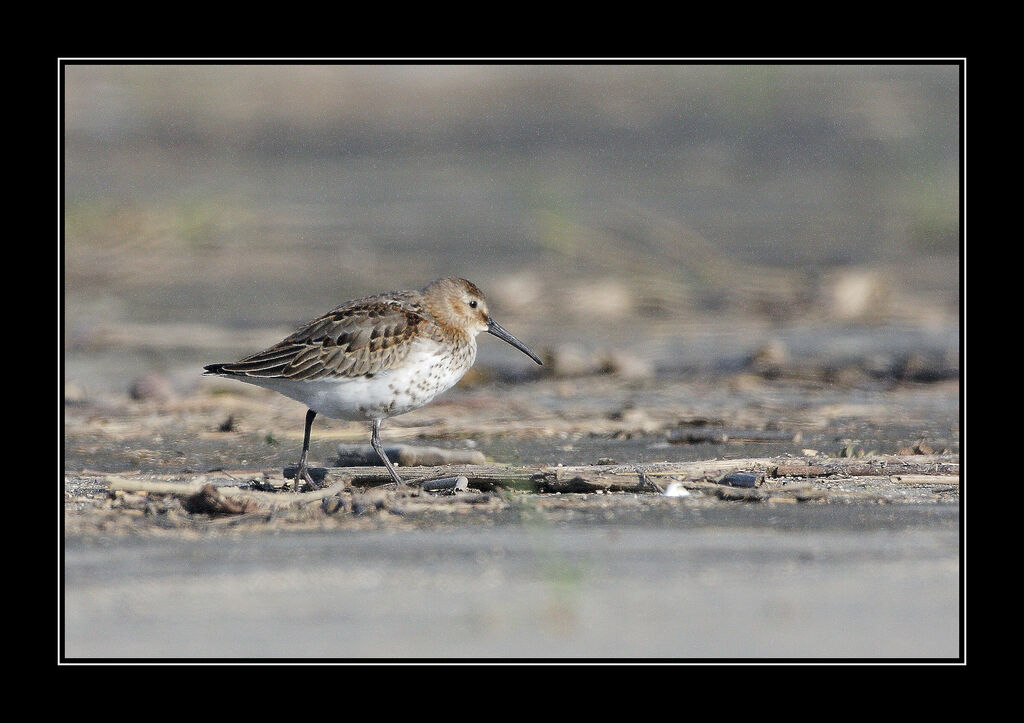 Dunlin