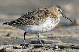 Dunlin