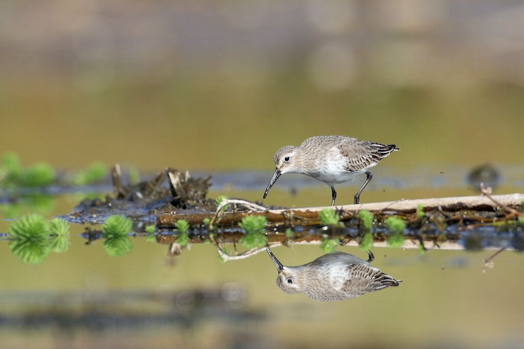 Dunlin