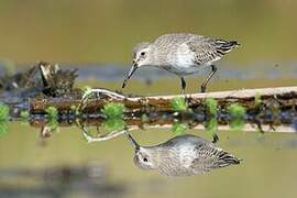 Dunlin