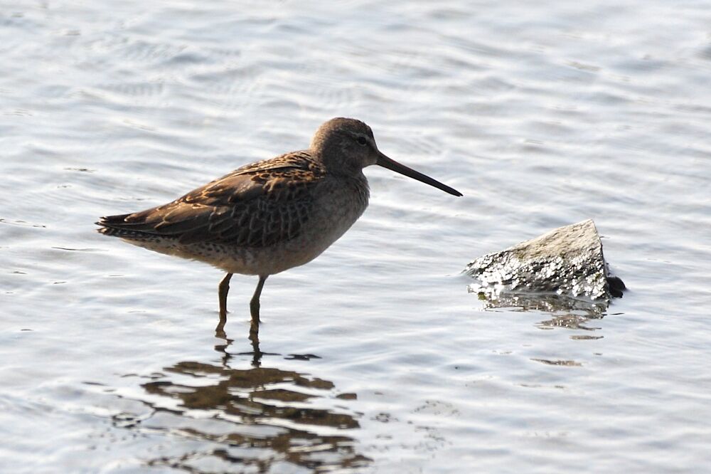 Long-billed Dowitcher