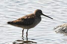 Long-billed Dowitcher