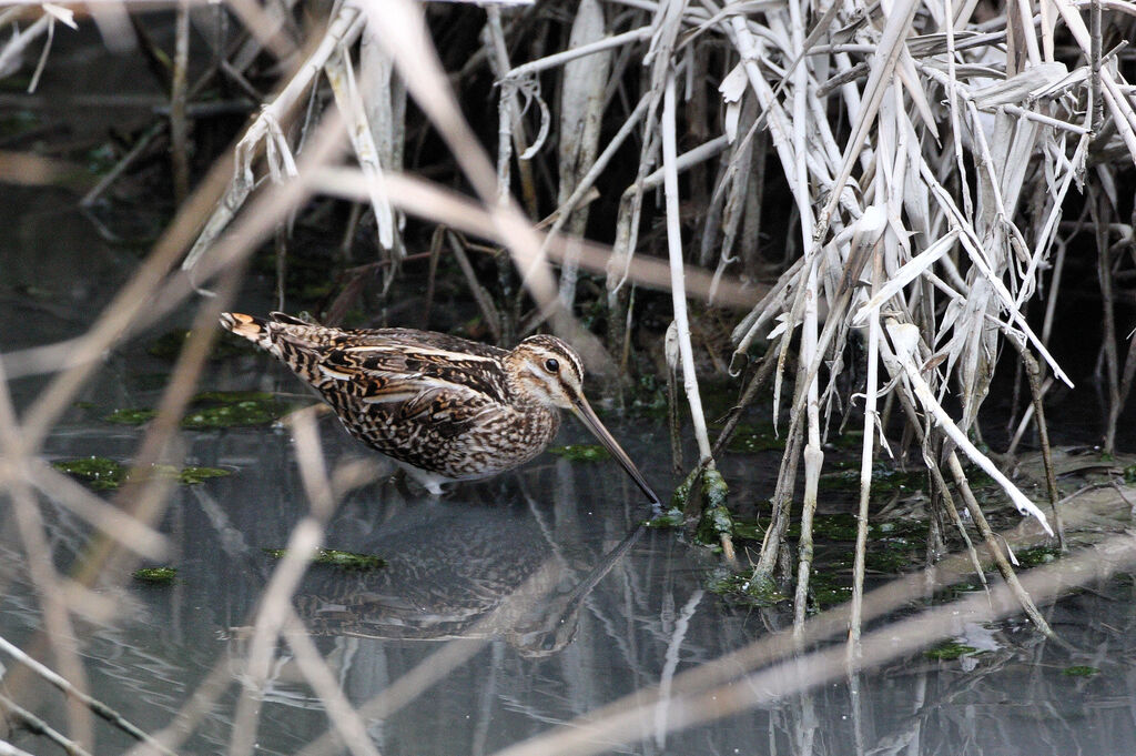 Common Snipe