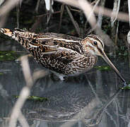 Common Snipe