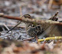 Common Snipe