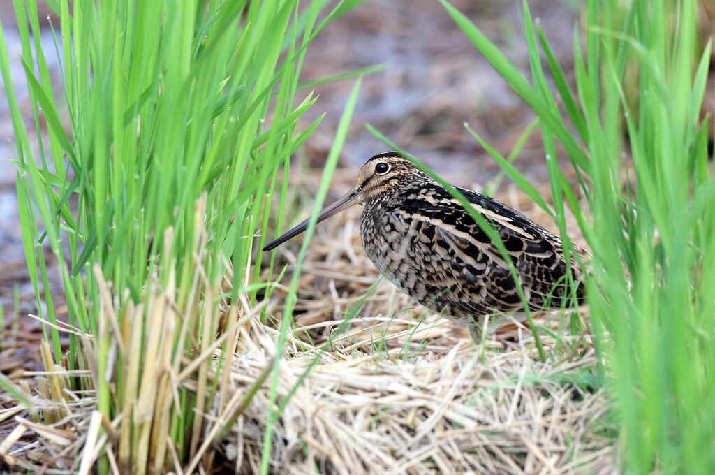 Common Snipe