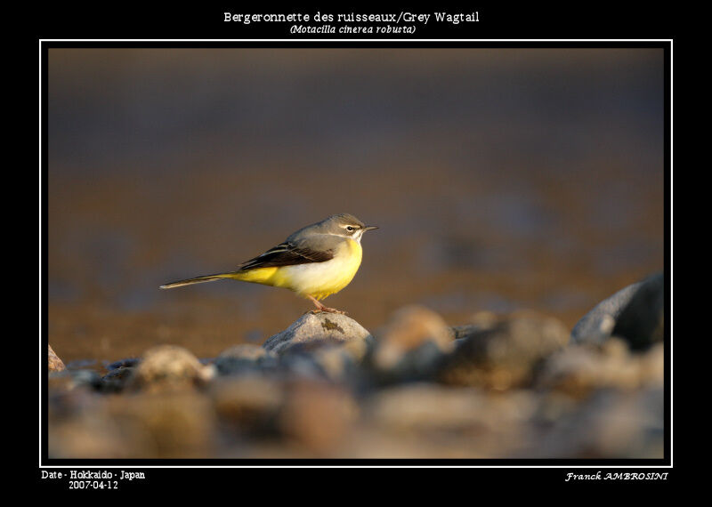 Grey Wagtail female adult breeding