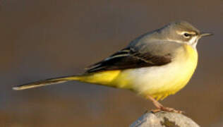 Grey Wagtail