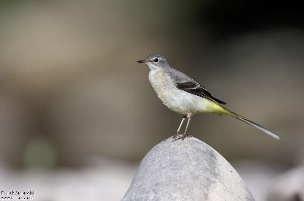 Bergeronnette des ruisseauxjuvénile, identification