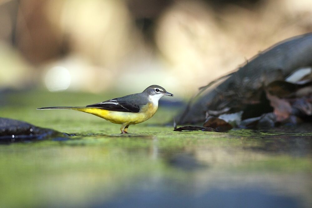 Grey Wagtail