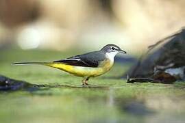 Grey Wagtail