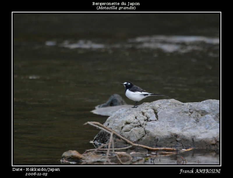 Japanese Wagtailadult post breeding