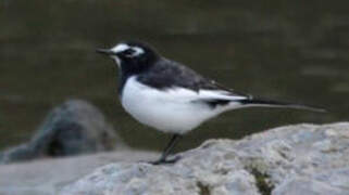 Japanese Wagtail