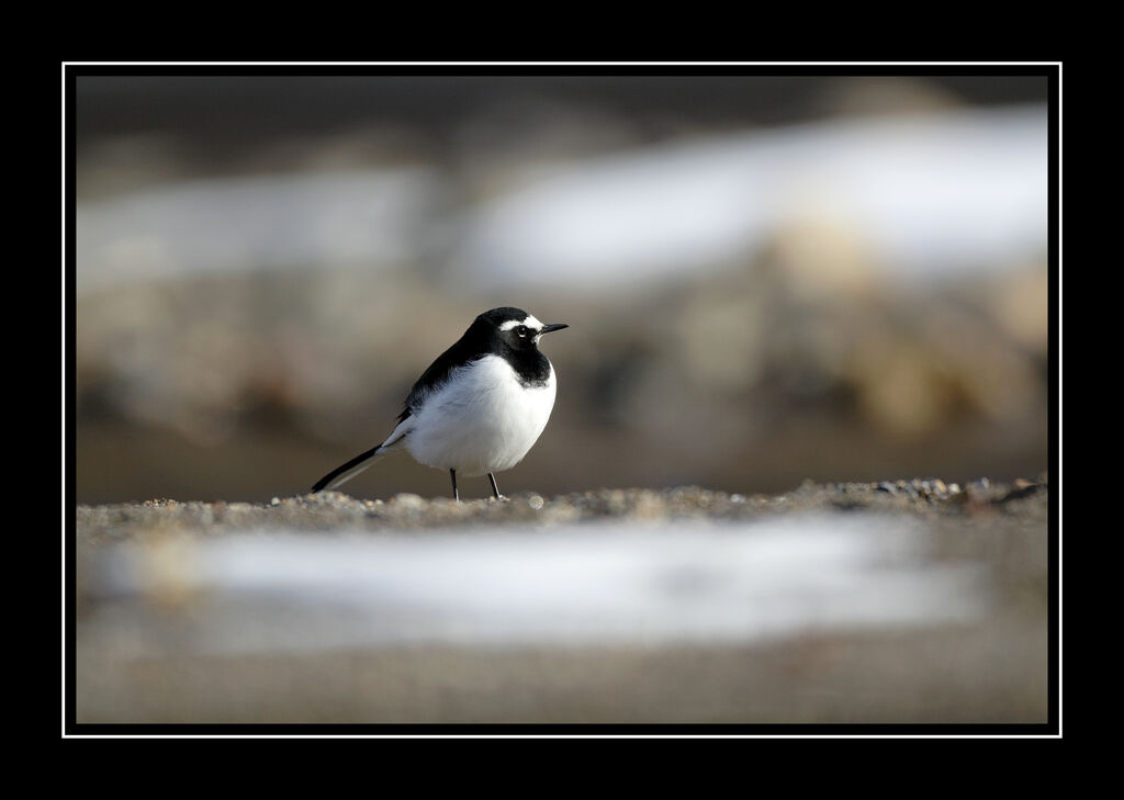 Japanese Wagtailadult