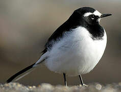 Japanese Wagtail